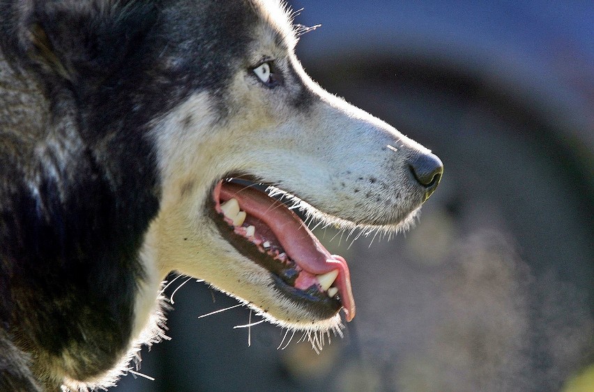 Wyścigi psich zaprzęgów w Gdańsku. Husky na start!