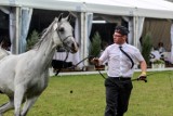 Stadnina koni w Janowie Podlaskim na plusie. Na aukcji stadniny zarobiły blisko 6 mln zł