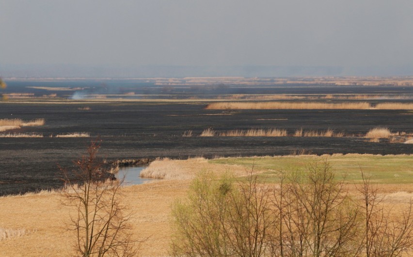Pożar w Biebrzańskim Parku Narodowym. Spaliło się ponad 5 tysięcy hektarów. Sytuacja jest opanowana, pożar został ugaszony (26.04.2020)