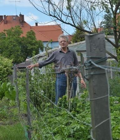 - Sarny potrafią poobgryzać nawet liście na drzewkach...