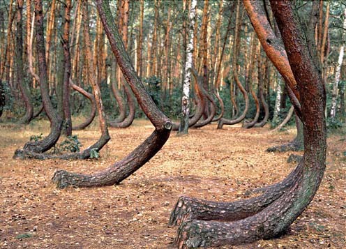 Gryfino i położony nieopodal Krzywy Las. Ten niezwykły...