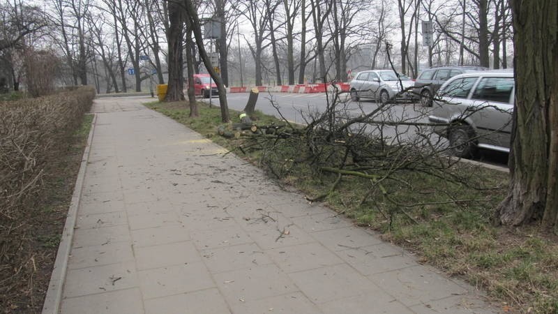 Wrocław: Wypadek na objeździe Curie-Skłodowskiej. Koło Politechniki ciężarówka uderzyła w drzewo