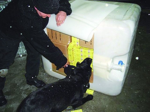 Kontrabandę wartą ponad 850 tysięcy zł pomógł wykryć służbowy pies Lucky.