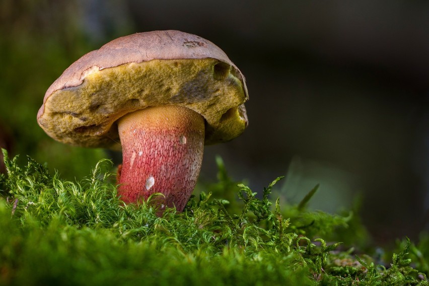 W tym roku o zbieraniu grzybów w lubuskich lasach możemy...