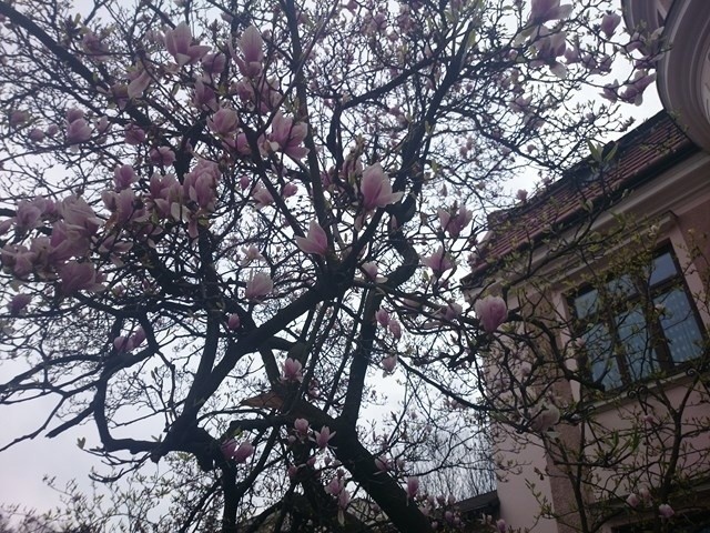 Cieszyński Szlak Magnolii