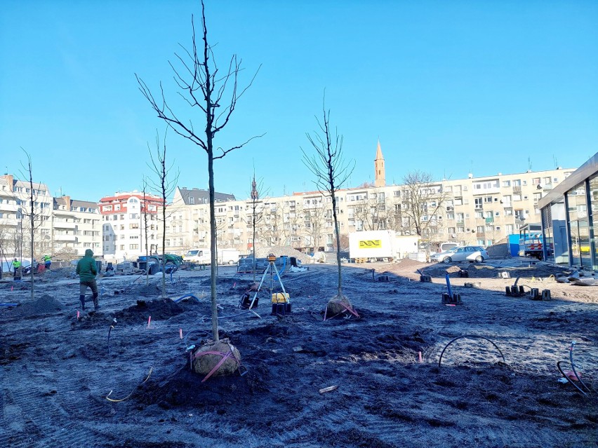 Na pl. Nowy Targ zasadzono już pierwsze drzewa. Zobacz na...