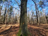 Katowice. Będzie apel radnych o ratowanie buków z Lasów Murckowskich. Nadleśnictwo Katowice chce wyciąć prawie 130 drzew. Zobaczcie jakich!