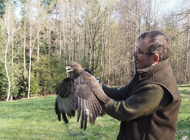 Ptak dwa tygodnie temu został znaleziony na terenie jednego z gospodarstw domowych w Węglówce. Był wyczerpany i niezdolny do lotu. - Po oględzinach drapieżnika, który nie był w stanie wzbić się w powietrze, powiadomiłem nadleśniczego, który polecił mi odwiezienie ptaka do lecznicy weterynaryjnej "Bieszczadziki" w Bukowsku – relacjonuje Piotr Żywiec, leśniczy leśnictwa Węglówka. – Tam pod opieką weterynarza odzyskał siły i został przywieziony do Węglówki, byśmy mogli go wypuścić w miejscu, gdzie wcześniej żył. Jak relacjonują leśnicy - wypuszczony wzbił się w górę i niskim lotem odfrunął do pobliskiego lasu. - To wielka radość, że myszołów jest zdrowy i mógł wrócić do swojego lasu - dodaje Piotr Żywiec.Myszołów zwyczajny to pospolity ptak drapieżny. - Charakterystyczna jest dla niego umiejętność zawisania w powietrzu, gdy wypatruje ofiary - łopocąc skrzydłami zawisa, jak mały śmigłowiec - opisuje Edward Marszałek, rzecznik Regionalnej Dyrekcji Lasów Państwowych w Krośnie. - Zdecydowaną większość jego diety stanowią myszy i nornice.