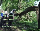 Drzewa w powiecie szczecineckim leżały pokotem, a naprawy są kosztowne