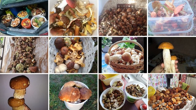 Czy są grzyby? Zdjęcia czytelników "Kuriera Porannego" pokazują, że z grzybobrania nie można wrócić z pustymi rękami. Zobaczcie sami!