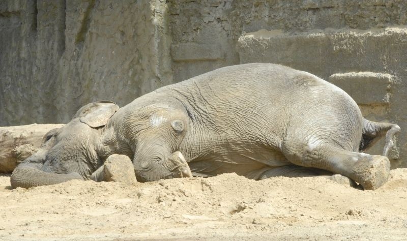 Słonica lubi leżeć w piasku. Teraz nie kładzie się, jakby...