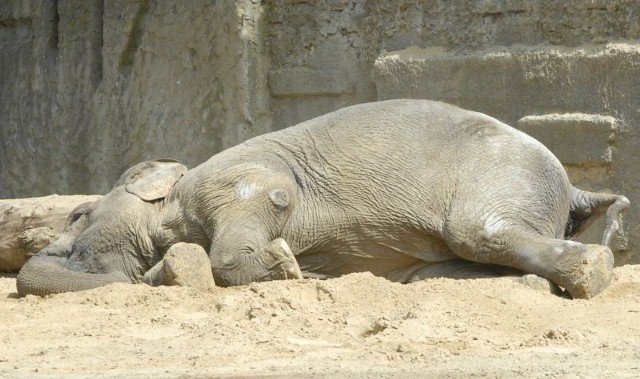 Słonica lubi leżeć w piasku. Teraz nie kładzie się, jakby obawiała się, że się już nie podniesie.
