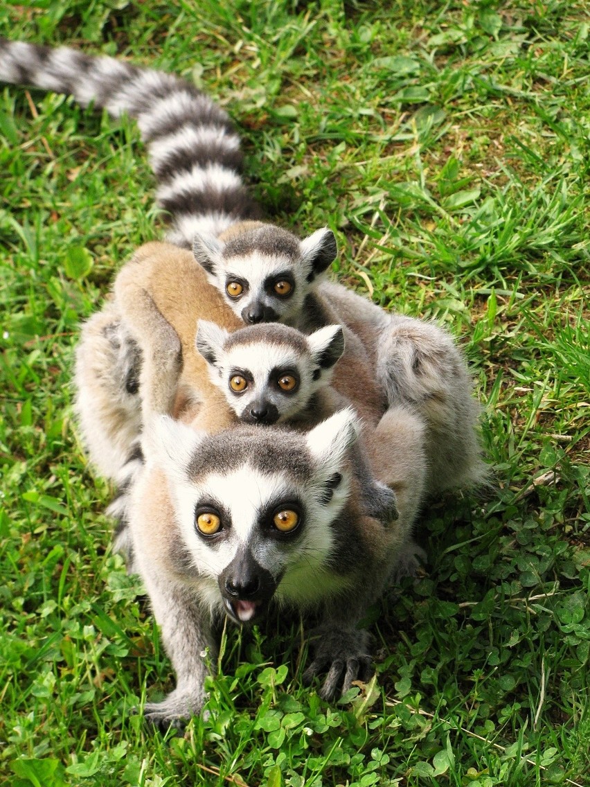 Aż 150 gatunków zwierząt w zoo położonym zaledwie godzinę drogi od Szczecina [ZDJĘCIA] 