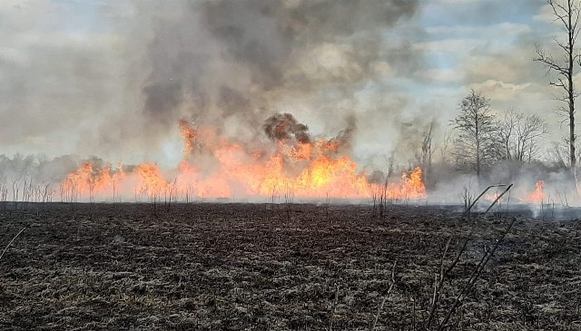 Blisko 20 hektarów traw spłonęło w wielkim pożarze w Mikułowicach koło Buska-Zdroju.