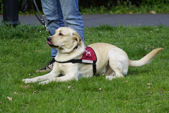 Ideą Międzynarodowego Dnia Psa Przewodnika jest zwiększanie świadomości na temat współpracy osób niewidomych i niedowidzących z psami asystującymi.