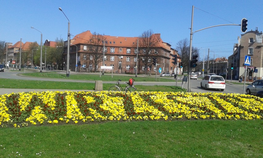 Tak wygląda Wrzeszcz po interwencji kibiców Lechii Gdańsk. GZDiZ przesadził 800 bratków, bo kojarzyły się z Arką Gdynia