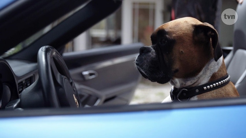 "Żony Hollywood" odcinek 9. Rodrigo uczy psa jeździć samochodem! [WIDEO+ZDJĘCIA]