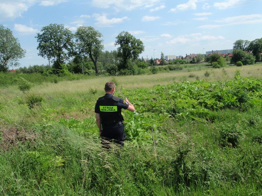 Barszcz Sosnowskiego: Strażnicy apelują o ostrożność