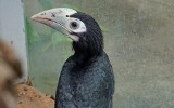 We wrocławskim zoo narodził się dzioborożec palawański! To jeden z najrzadszych ptaków [ZDJĘCIA]