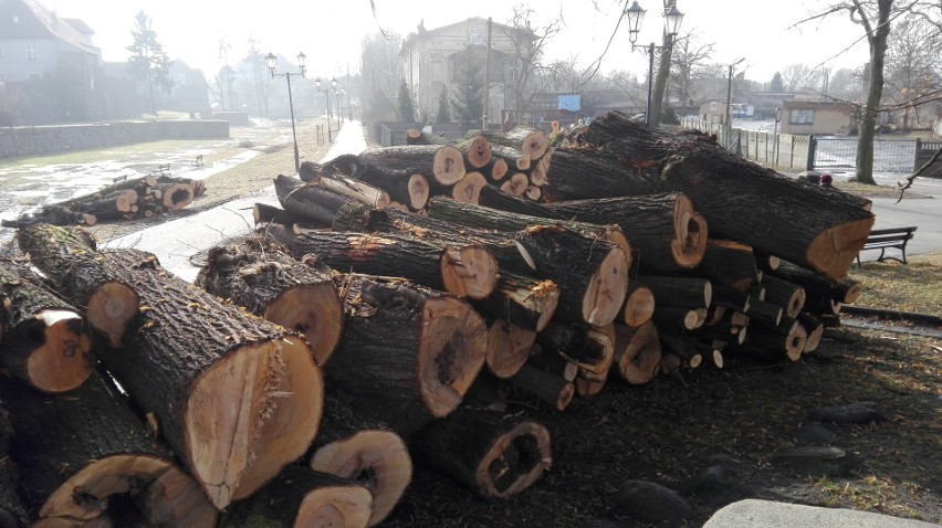 - 100-letni buk daje tyle tlenu, co 2,7 młodych drzewek -...