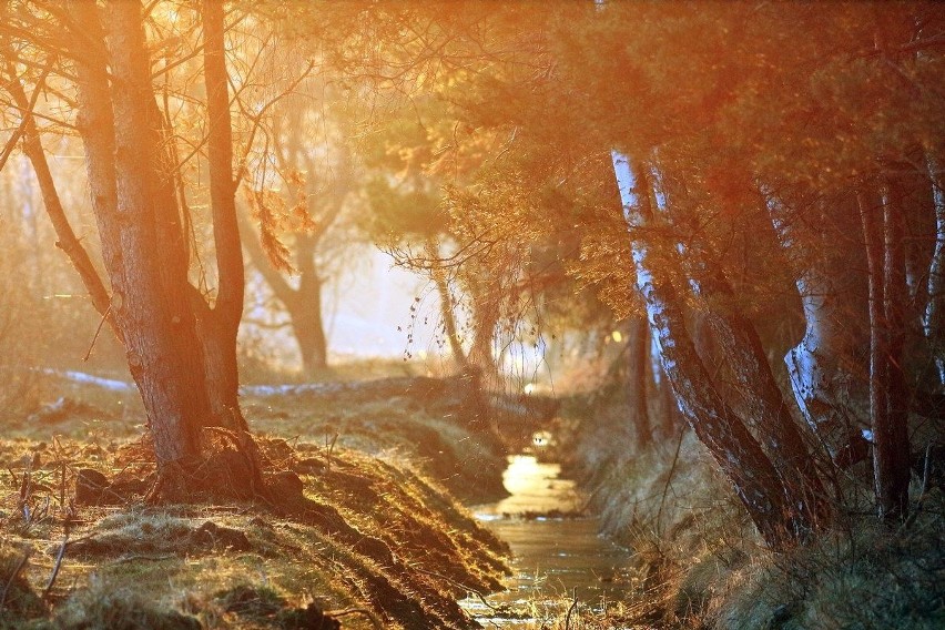 Nisko i okolice na niesamowitych zdjęciach. Zobacz fotografie nagrodzone w konkursie [ZDJĘCIA]