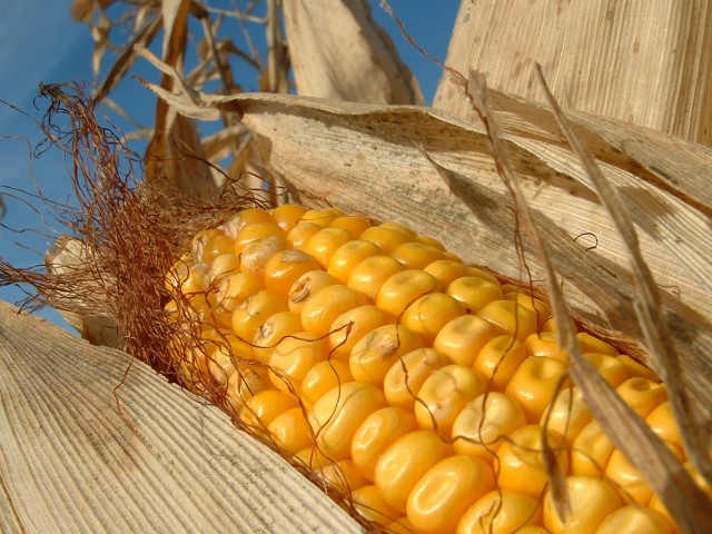 Trwa zbiór kukurydzy