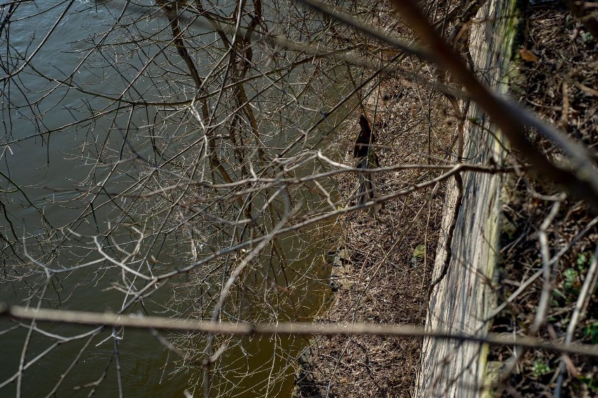 Sprawą niebezpiecznej skarpy udało nam się także...