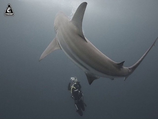Fotograficzka pływa z rekinami - wrażenia z morskich głębin