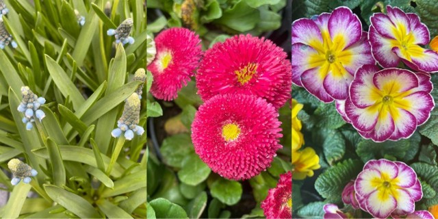 Na targowiskach w Rzeszowie handel kwiatami kwitnie