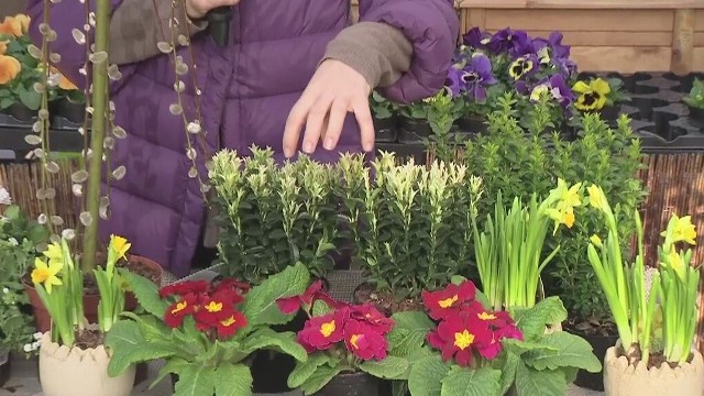 Rośliny cebulowe do domu i ogroduWybieramy rośliny cebulowe do naszych mieszkań i ogrodów (WIDEO)