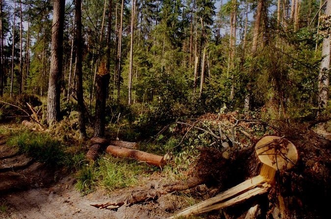 Obumarłe drzewa, pozostawione naturalnemu procesowi rozkładu...