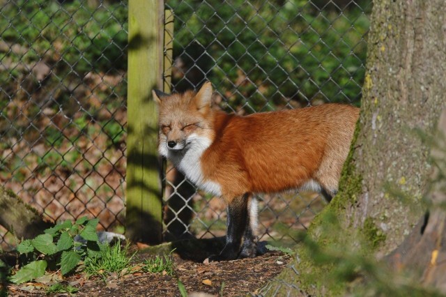 Na gorzowskich osiedlach coraz częściej pojawiają się lisy.