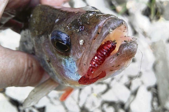 Podczas świątecznego spinningowania na prawym brzegu Wisły, na obszarze Małej Kępy Ostromeckiej, okoń (26 cm) połakomił się na 2,5-centymentrowy twister Dragon Jumper