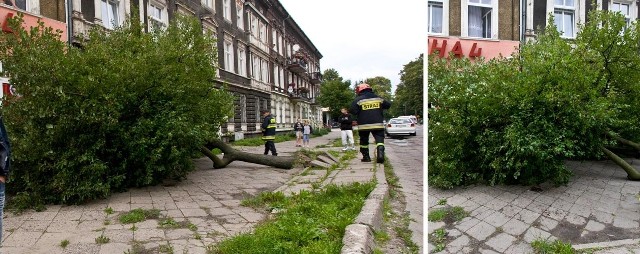 Złamane przez wiatr drzewo na ulicy Piłsudskiego. 