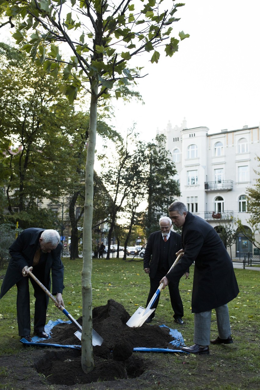 Platan Kościuszki upiększył Planty