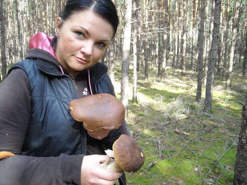 Gdzie są grzyby w sezonie 2016? Sprawdź, gdzie na grzyby? Podpowiadamy miejsca i lasy