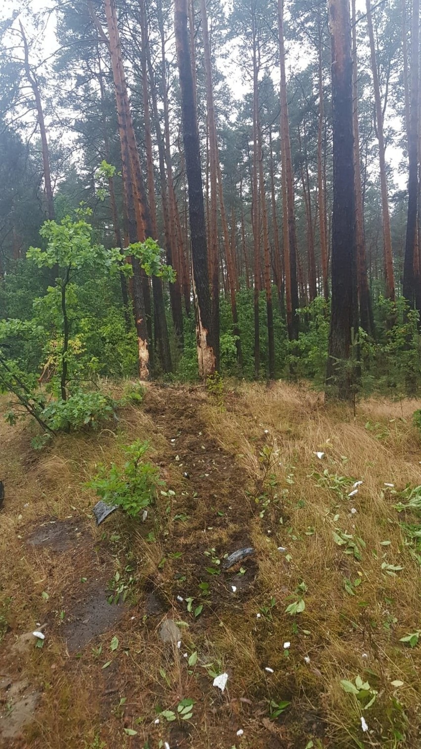 Wypadek na ulicy Bojanowskiej w Stalowej Woli. Seat uderzył w drzewa, kierująca nim kobieta została zakleszczona w aucie [ZDJĘCIA]