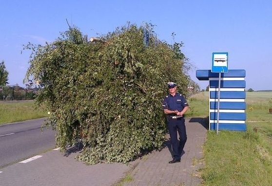 Góra gałęzi przykryła ciężarówkę.