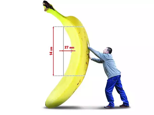 Unia zadecydowała, że aby produkt mógł być uznany za pełnoprawnego banana, musi być odpowiednio krzywy i mieć konkretny kształt &#8211; przepisowe zakrzywienie banana wynosi poniżej 27 mm na 14 cm.