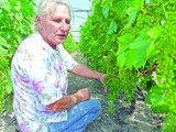 Winnica w Krojczynie. Zrezygnowała ze starego życia dla winogron!