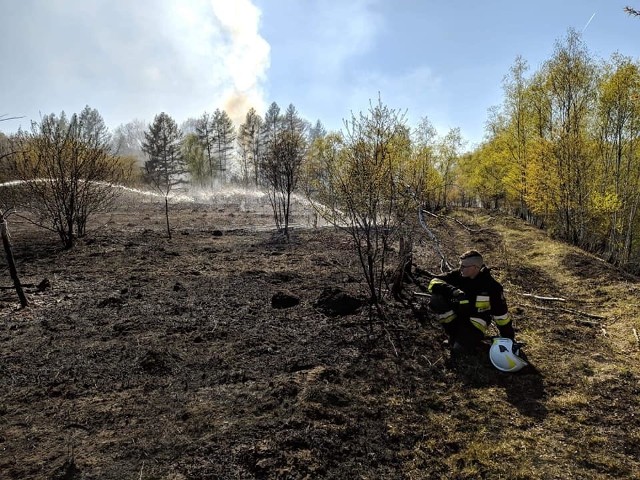 Rybnik: pożar trawy i młodego lasu na powierzchni 1,5 hektara