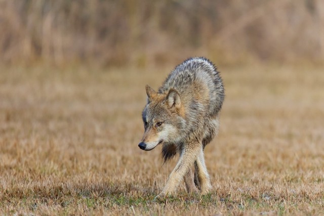 Piękny wilk uchwycony przez nadleśniczego Nadleśnictwa Bolewice w leśnictwie Królewiec na terenie gminy Miedzichowo.