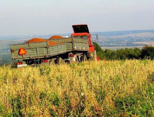 Biogazownia to szansa dla rolników. Potrzebne będą ogromne ilości kukurydzy.