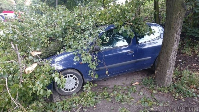 Potężny konar runął na renault clio zaparkowane przy ul. Ozimskiej w Opolu.