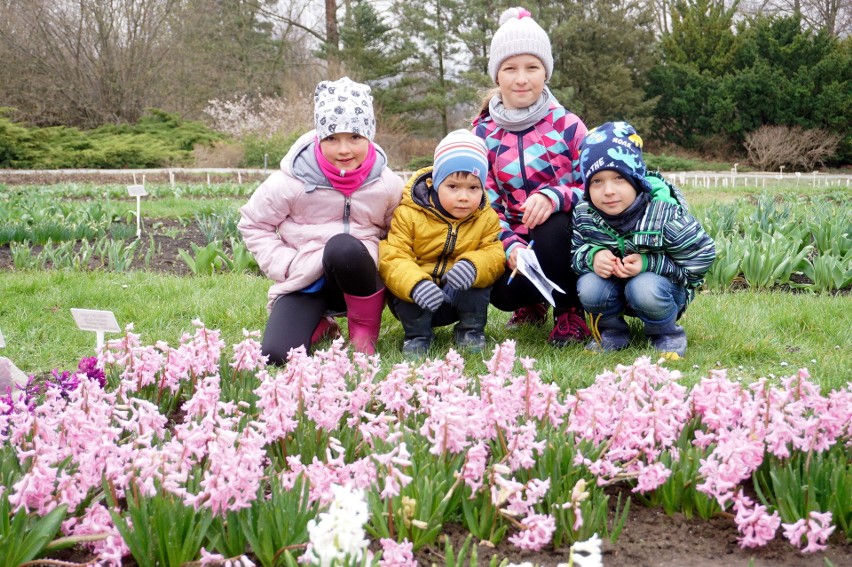 Otwarcie sezonu w Ogrodzie Botanicznym UMCS w Lublinie. Lada dzień zakwitną magnolie. Zobacz zdjęcia