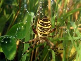 Człuchów: Jadowity pająk wypoczywa na Pomorzu 