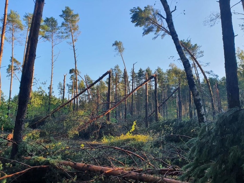 Las po nawałnicy 4.10.2020