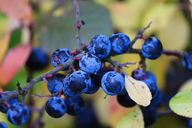 Tarnina owocuje od października do grudnia. Śliwa ta ma ciemnoniebieskie, niewielkie owoce, które są jadalne. Maja one jednak charakterystyczny, kwaśny smak i nie nadają się do jedzenia na surowo.
