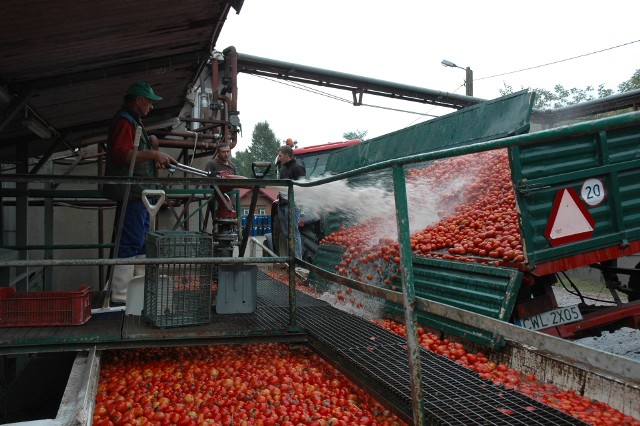 Czy keczup z ukraińskich pomidorów będzie smakował? - Ma być lepszy - podkreśla dyrektor włocławskiej firmy.