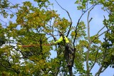Jemioła zniknie z drzew w Toruniu. Zlecono wycięcie jej na 120 drzewach